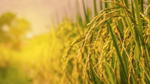 Major SCADA and PLC Upgrade Increases Uptime and Lowers Maintenance Costs for Rice Milling Company